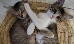 吃瓜的狸花猫,揭秘猫咪的趣味生活瞬间