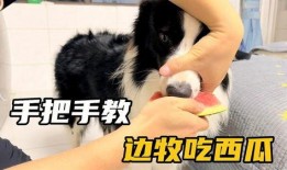 边牧吃瓜,瓜果飘香中的欢乐时光