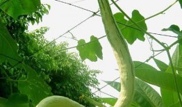 羊吃蛇瓜,探寻羊吃蛇瓜的神秘传说