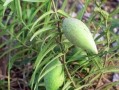 老瓜瓢子怎么吃,传统美食新体验
