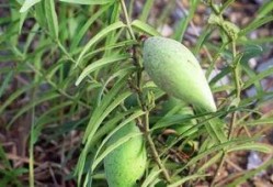 老瓜瓢子怎么吃,传统美食新体验