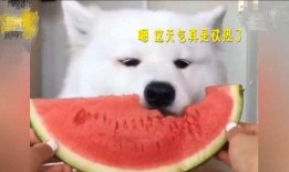 萨摩耶吃瓜,一只狗狗的清凉美食之旅