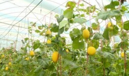 广东河源吃瓜爆料,揭秘当地独特美食文化