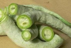 羊吃蛇瓜,探寻羊吃蛇瓜的神秘传说