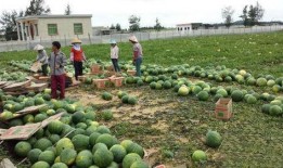 木心吃瓜园,一场穿越时空的味蕾之旅