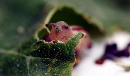 蜗牛吃不吃素瓜