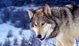 官狼吃瓜圈,揭秘娱乐圈幕后风云