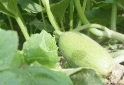 新疆吃瓜高清视频,高清视频带你领略瓜乡魅力