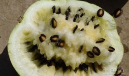 冬季吃籽瓜好吗,籽瓜——暖身滋补的天然良品