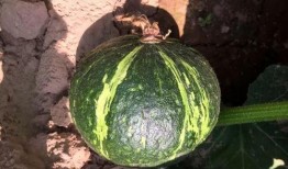 张东老婆吃瓜,揭秘娱乐圈背后的惊人真相