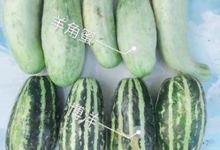 各种网红吃瓜视频