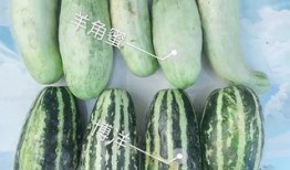 各种网红吃瓜视频