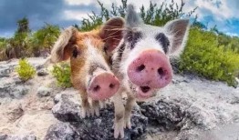 喂猪吃瓜视频大全,趣味视频大全集锦