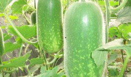 吃瓜圈vIog,带你领略短视频时代的趣味生活