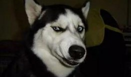 吃瓜群众丢狗头