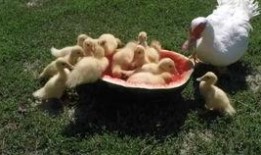 欣欣鸭吃瓜,欣欣鸭的瓜界探险记