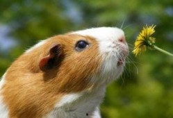 豚鼠可以吃白瓜