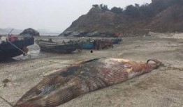 庄河吃瓜黑岛新闻,揭秘吃瓜群众的夏日新闻焦点