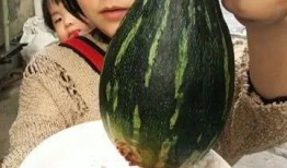 吃整瓜,尽享整瓜美味之旅