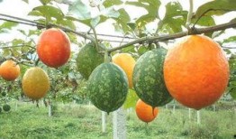 新疆吊瓜怎么吃