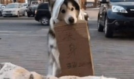 神秘狗吃瓜,揭秘宠物界的神秘现象