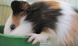 豚鼠可以吃白瓜