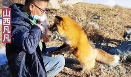 野狐狸吃瓜,野狐狸的瓜田奇遇记