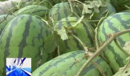 吃瓜滞销,吃瓜群众的无奈与反思