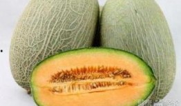 肺热吃哈密瓜