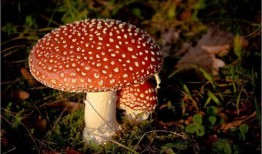 吃瓜蘑菇视频下载,轻松获取热门内容