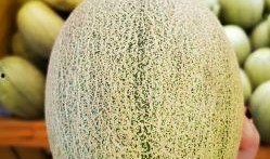 体热吃蜜瓜好吗,体热人群适宜食用蜜瓜的养生之道