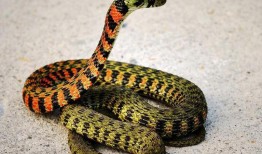 梦见蛇吃大瓜,蛇吞大瓜的神秘寓意解析