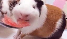 喂猪吃瓜视频大全,趣味视频大全集锦