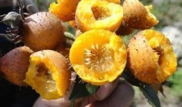 刺梨吃瓜配方,探索创新吃瓜新配方