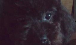 狗狗吃酸柠檬瓜视频,表情包萌态十足！