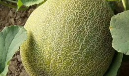 海原吃瓜,揭秘当地特色美食背后的故事