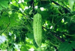 每日吃瓜全部,揭秘娱乐圈幕后风云