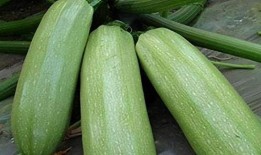 月里吃瓜,揭秘中秋佳节里的传统美食文化