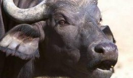 梦见水牛吃羊瓜青苗,水牛与羊瓜青苗的神秘邂逅