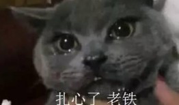 喵酱吃瓜群,揭秘娱乐圈幕后故事