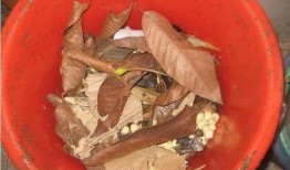 蚯蚓吃瓜,探索蚯蚓吃瓜的奇妙世界