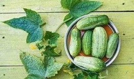 吃瓜应用功能,轻松掌握娱乐圈动态，畅享娱乐资讯盛宴