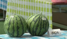 上海乾改吃瓜,揭秘网红美食背后的故事