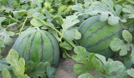 乾隆吃瓜解渴,吃瓜解渴趣谈