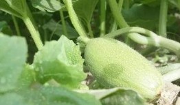 新疆吊瓜怎么吃