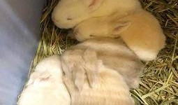 兔子可以吃生瓜