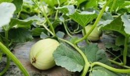 旅游吃蜜瓜的女孩,甜蜜女孩的夏日食光印象