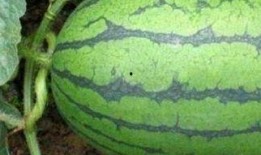 医院内吃瓜,一场意外的“健康”盛宴