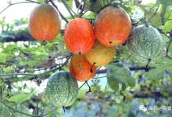 吊瓜不能和什么一起吃,揭秘不能与哪些食物同食的真相