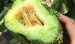 吃瓜不圢洋,网络热词背后的文化现象